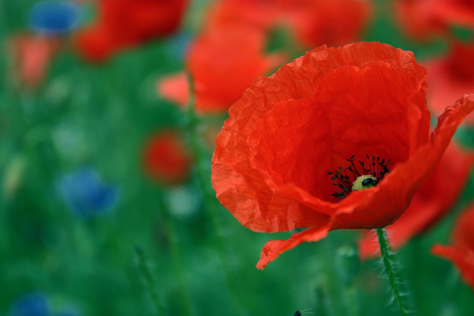 poppy red flower summer color klatschmohn nature