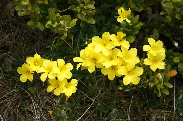 Free Flower Yellow photo and picture