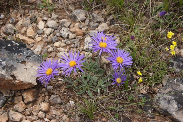 Free Flower Violet photo and picture