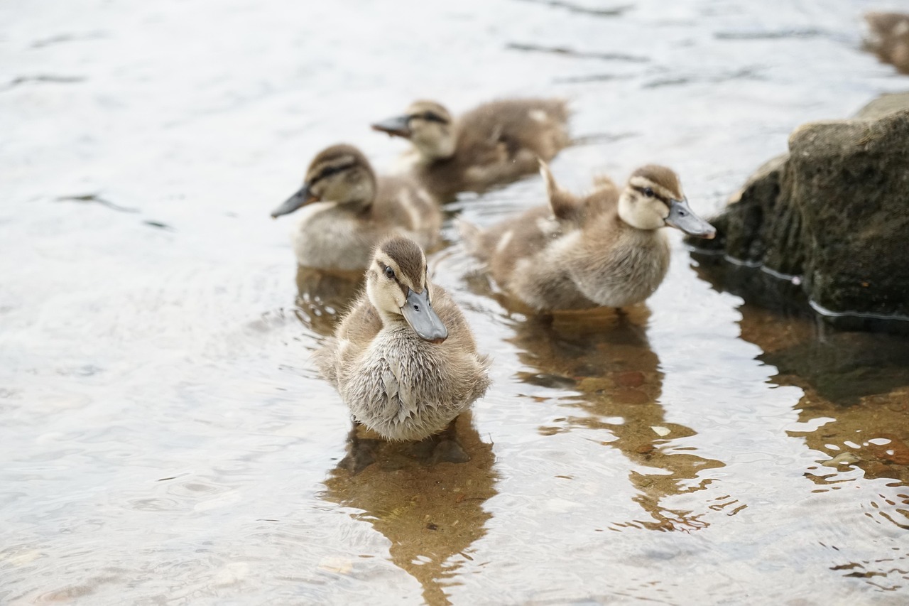 Duck Offspring Ducklings Mallards Chick - Free photo on Pixabay - Pixabay