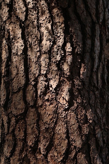 Free Pine Finetree photo and picture