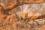 lion, africa, safari