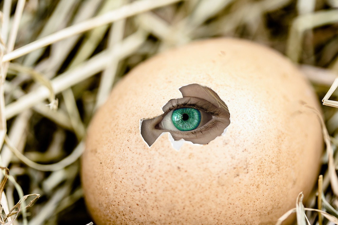 Egg Eye Insight Free photo on Pixabay Pixabay