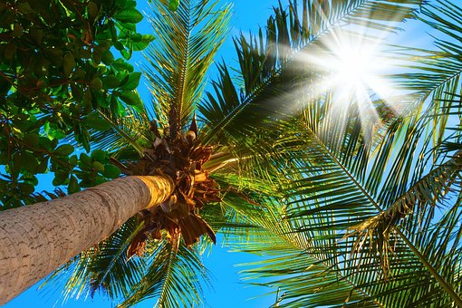 Free Palm Sun photo and picture