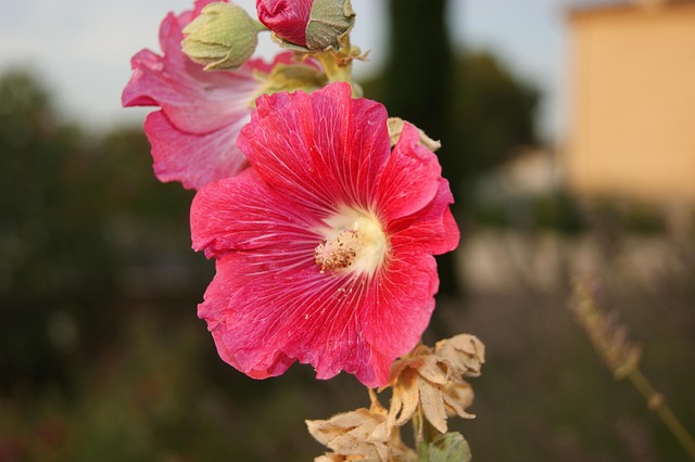 Free Flower Beautiful Flowers photo and picture