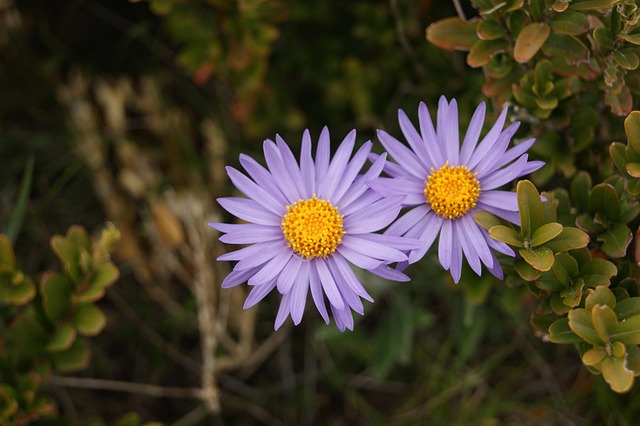 Free Flower Violet photo and picture