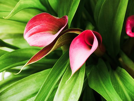 Calla, Smukke Blomster, Blomst Baggrund