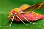 night butterfly, hawk, butterfly