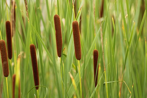 Reeds, Marsh, Aquascope Of Virelles