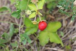 fragaria vesca, fruit, bush