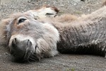 donkey, animal, white