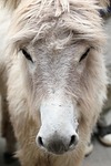 donkey, animal, white