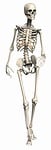 skeleton, female, endoskeleton