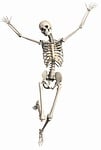 skeleton, female, endoskeleton