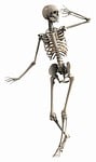 skeleton, female, endoskeleton