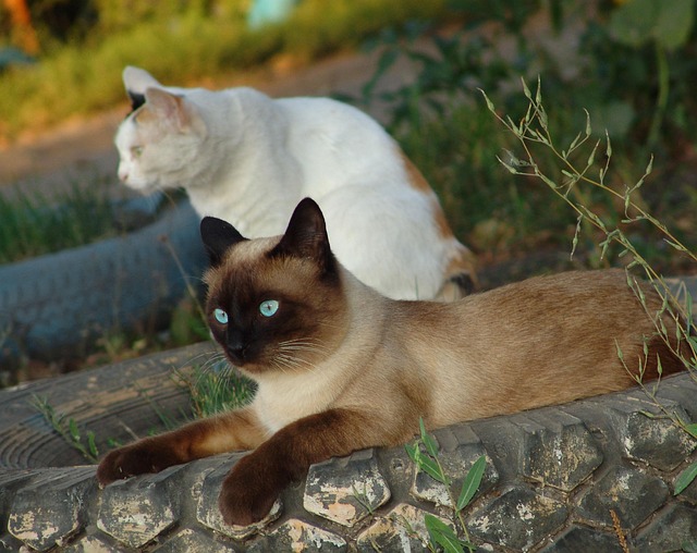 Cats, nature, cat and pet — photo by Timur85