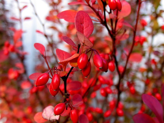Free Barberry Autumn photo and picture