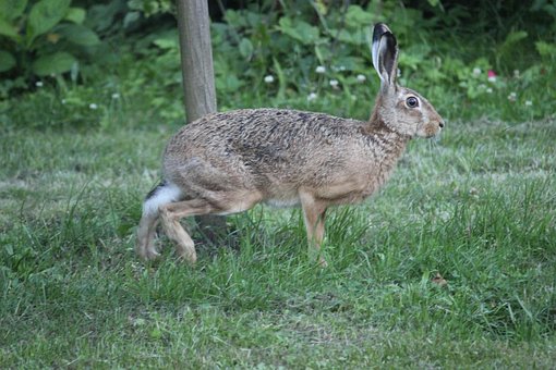 90 Kostenlose Feldhase Und Hase Bilder Pixabay