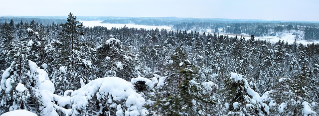 Panorama, Winter, Wald, Schnee, Kalt