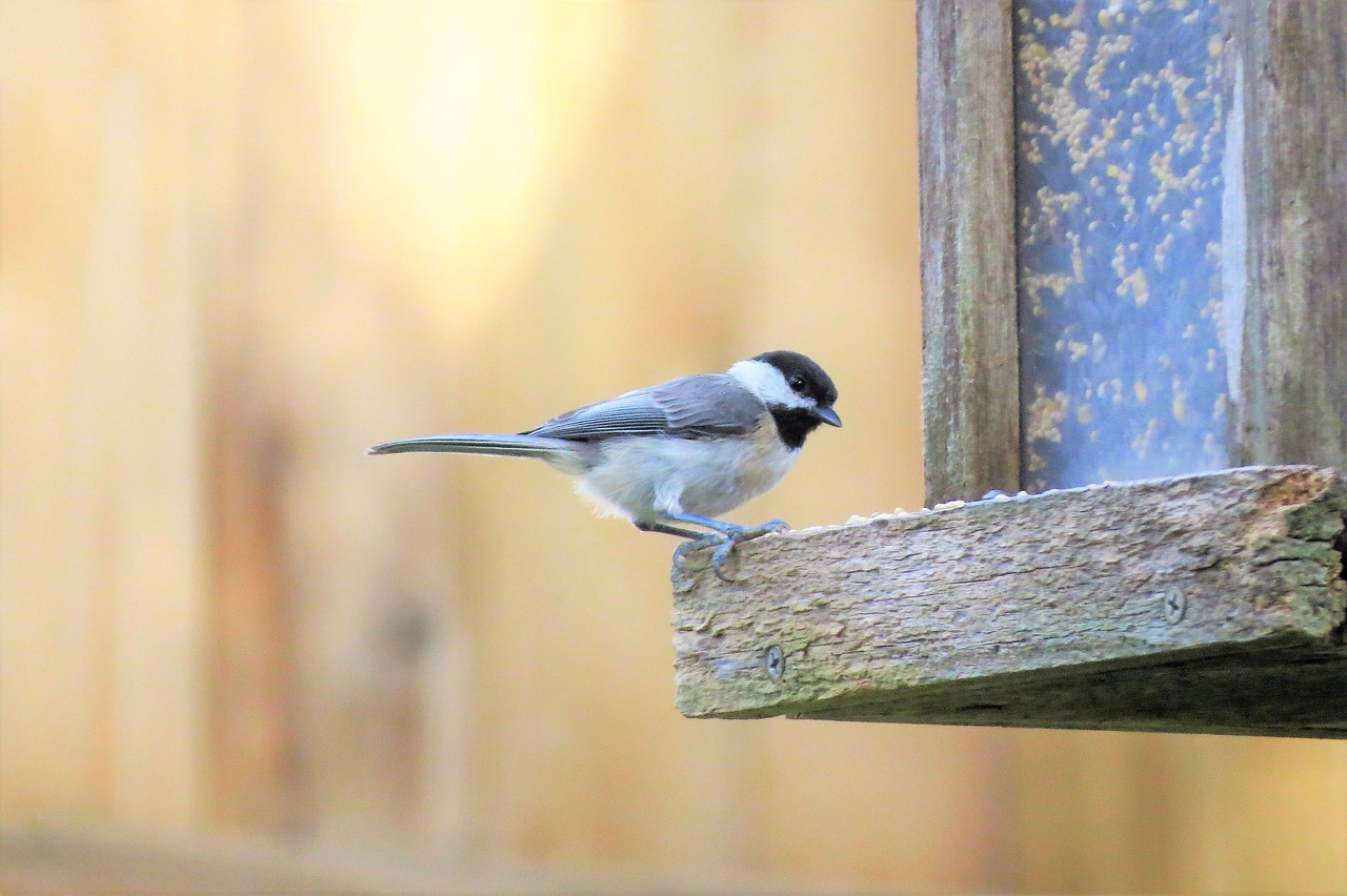 200+ Free Chickadee & Nature Images - Pixabay