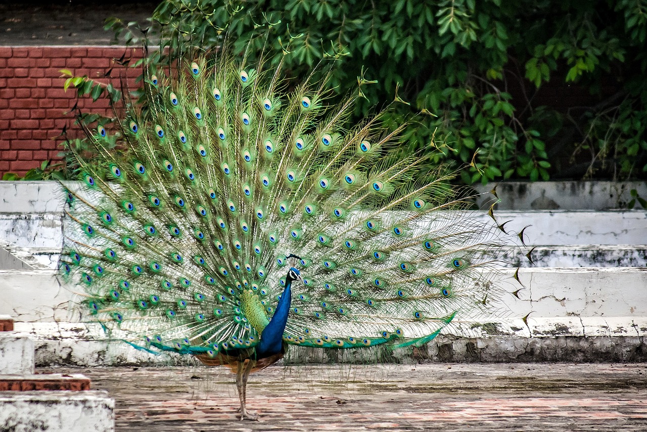Peacock - free online jigsaw puzzle photo