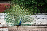 peacock, bird, plumage