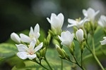 tung flowers, june snow, small white flowers