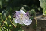 flower, caper, flowers