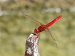 red dragonfly, raft, erythraea crocothemis