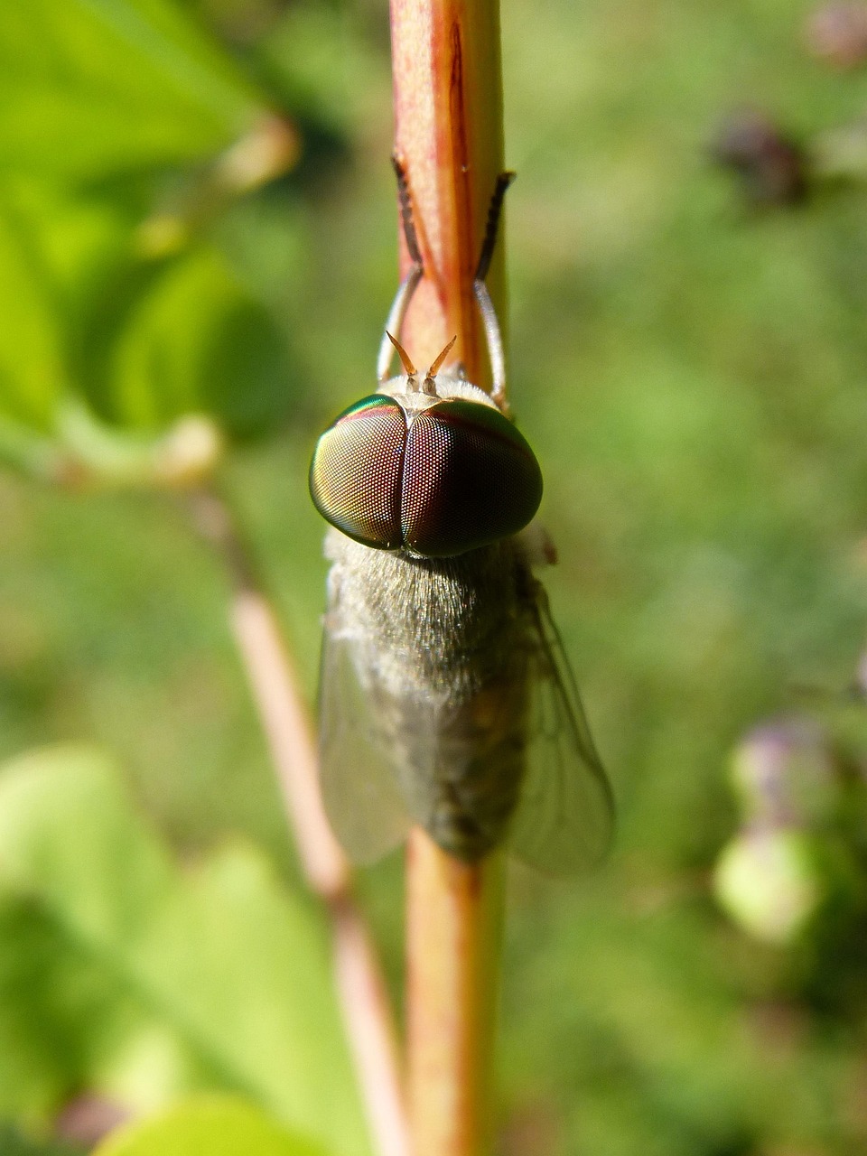 Taon Plus de 70 photos gratuites de Taon et de Insecte - Pixabay