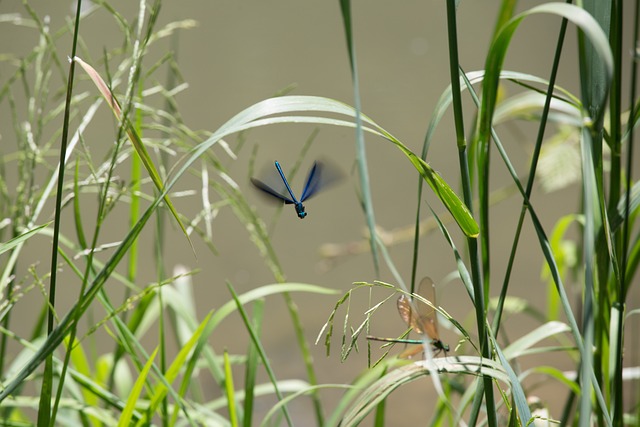 Dragonfly, Natur, Fjeder, Insekt, Flod
