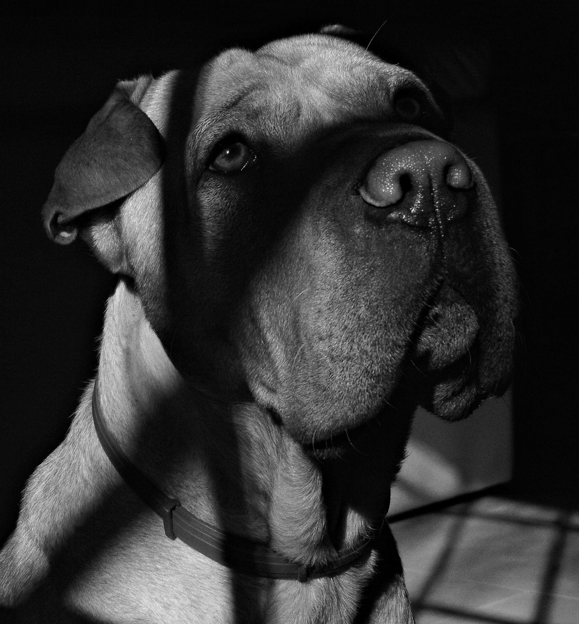 Cachorro Mascote Perfil De Foto gratuita
