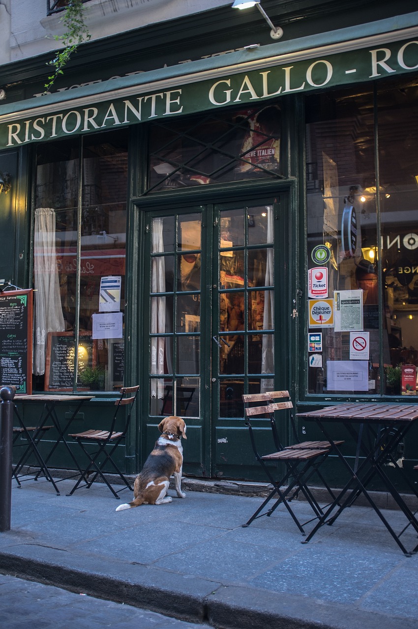フレンチレストラン, 醸造所, パリ, ペット, 犬, 動物, フランス, 市