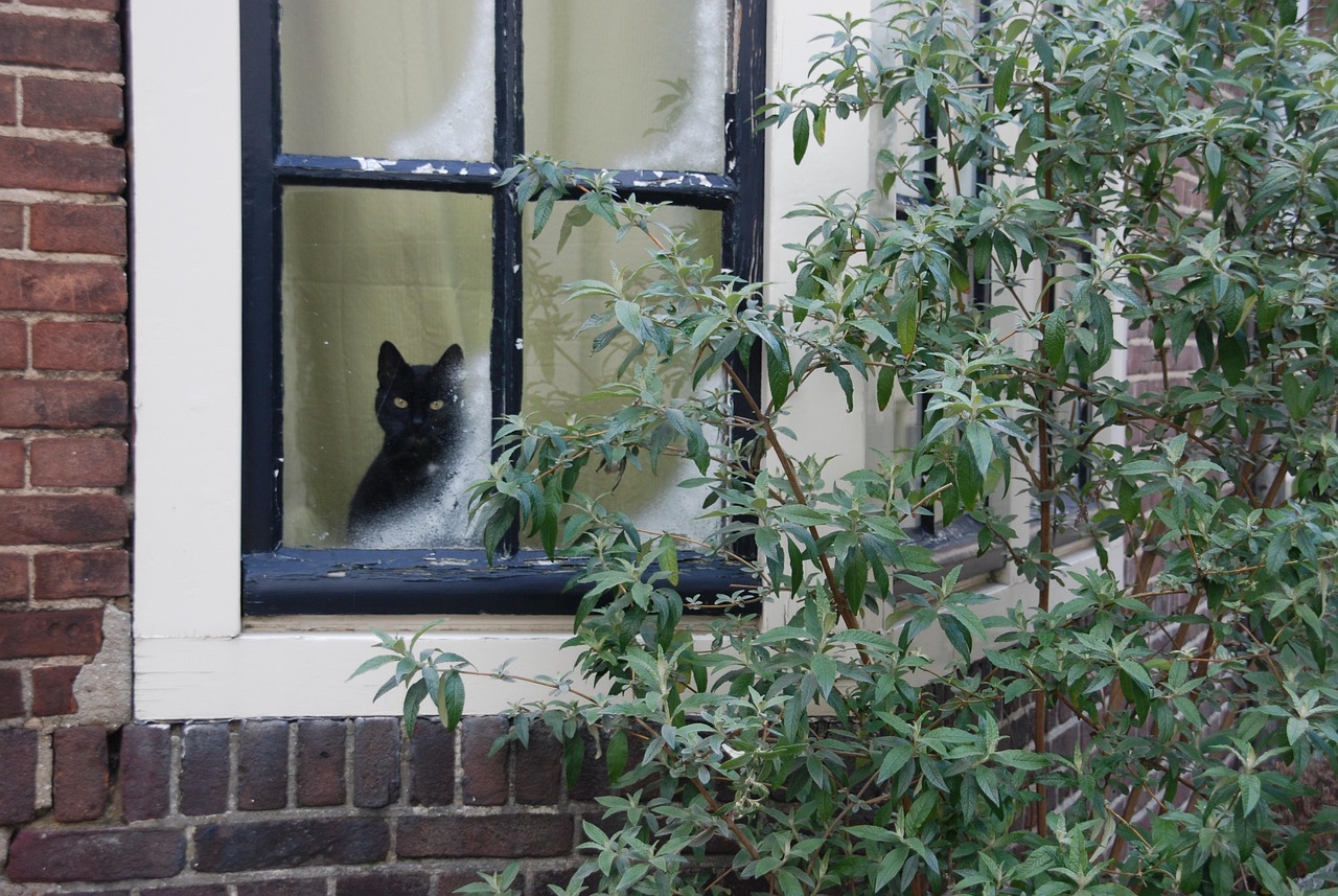 Cat - free online jigsaw puzzle photo