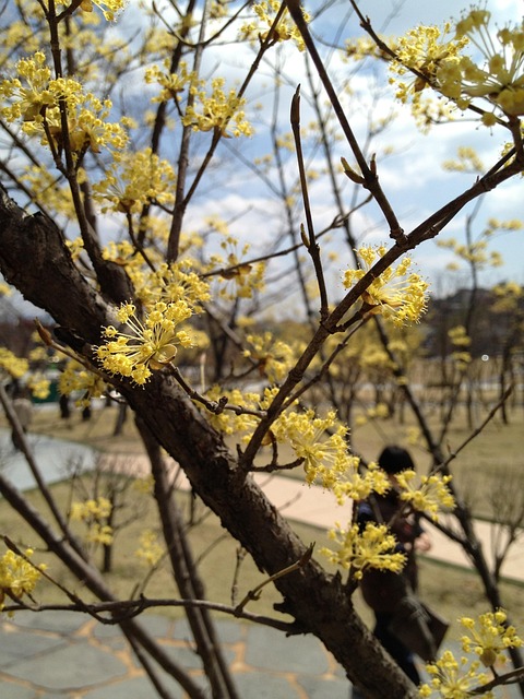 Free Flower Spring Flowers photo and picture
