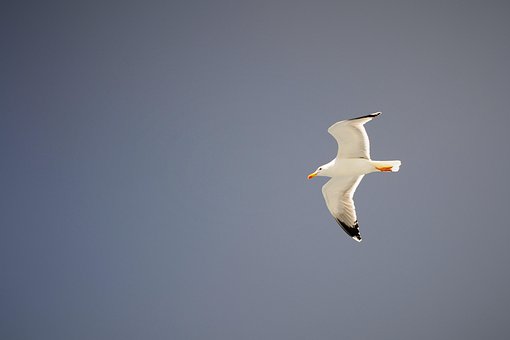 Måken, Sommer, Natur, Blå Himmel, Fugler