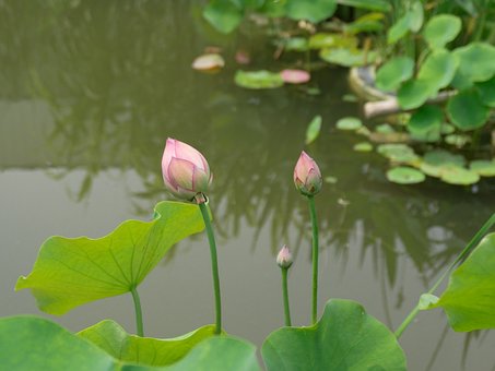 Free Lotus Pea Coat Lin photo and picture