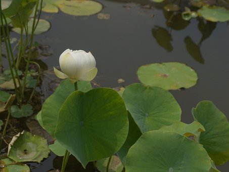 Free Lotus Pea Coat Lin photo and picture