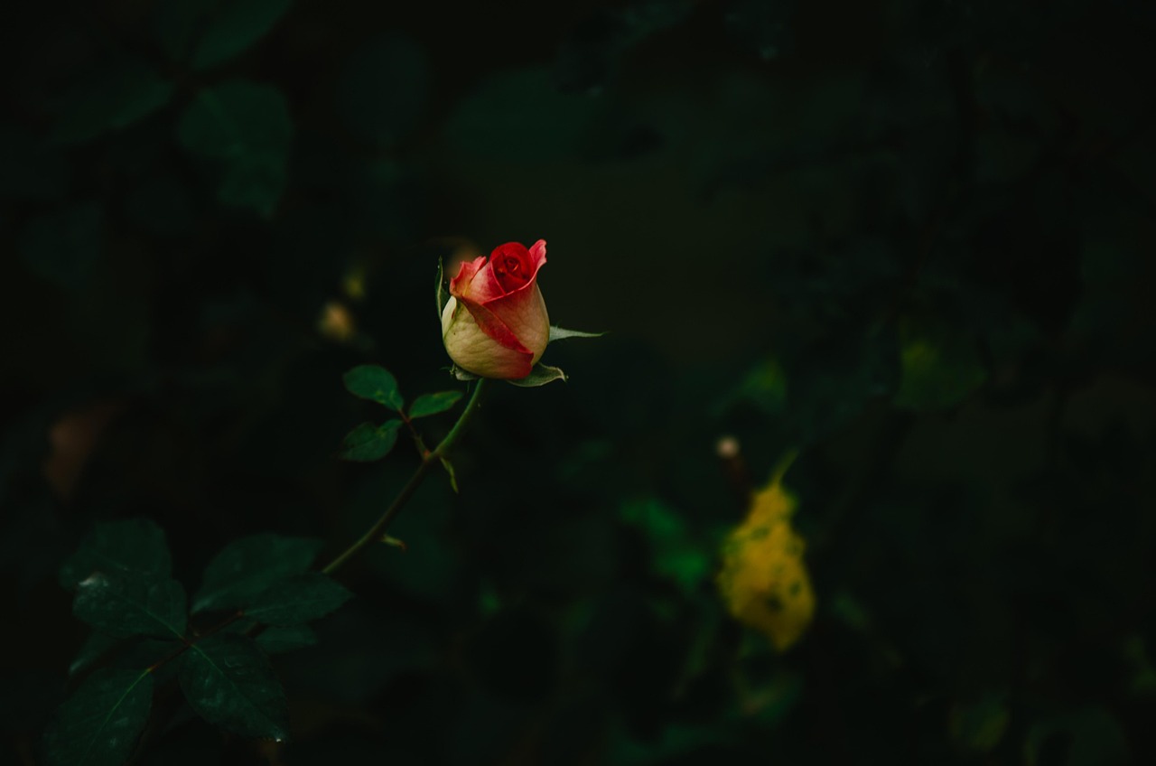 Rose - free online jigsaw puzzle photo