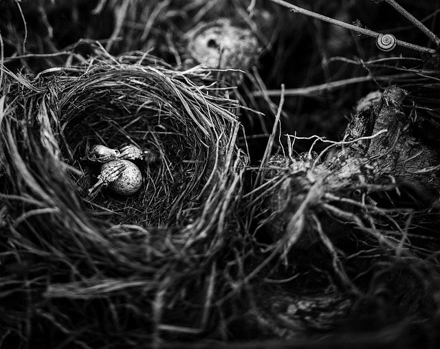Free Creepy Skeleton photo and picture