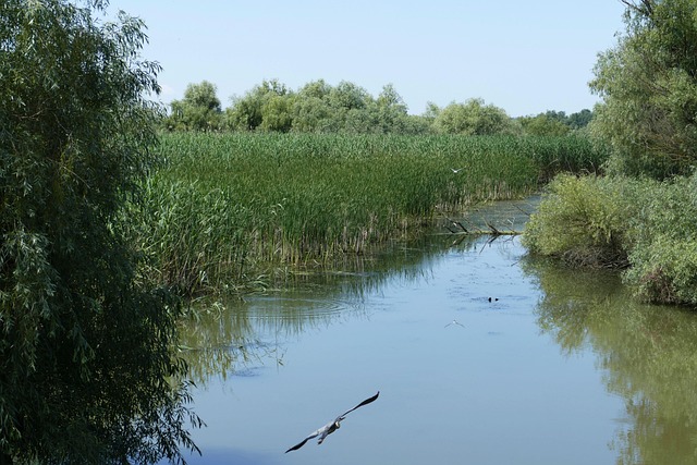 romania, danube, danube cruise, southeast europe, delta, water, danube delta, river cruise, tulcea, reed, nature, landscape, danube delta, danube delta, danube delta, danube delta, danube delta, tulcea, tulcea
