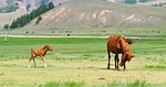 foal, mare, horse