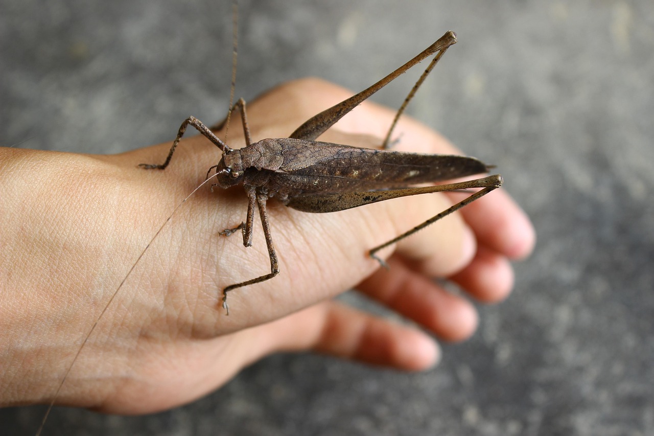 Exclusive Pet Insect Brown - Free photo on Pixabay - Pixabay