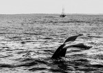 sea, ocean, whale