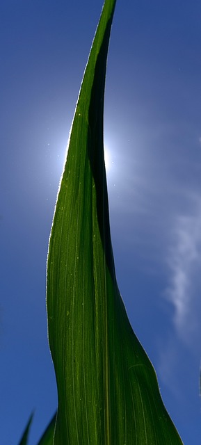 Free Corn Leaf photo and picture