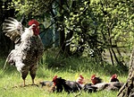 hahn, chickens, bird