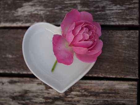 Free Rose Pink photo and picture