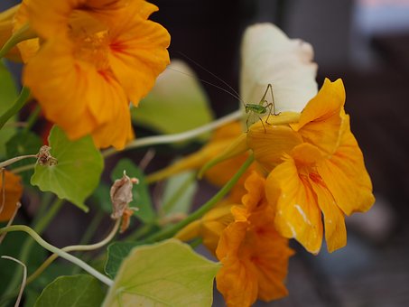 Free Nasturtiums Grasshopper photo and picture