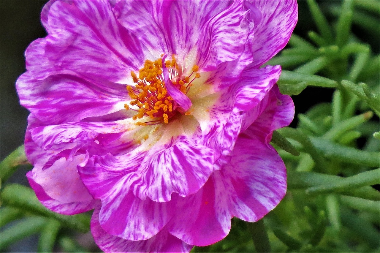 Bunga Merah Jambu Ungu - Foto gratis di Pixabay - Pixabay