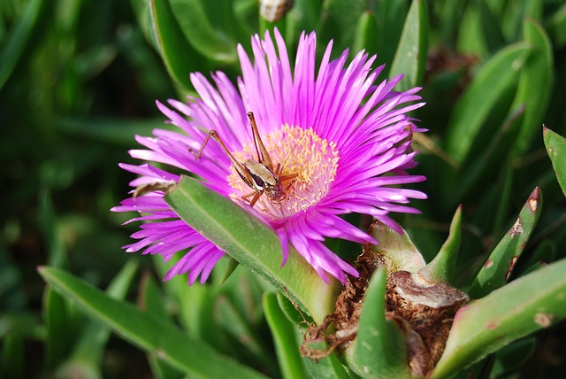 Blomst, Græshoppe, Natur, Blomstre